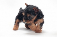 Picture of cute Yorkshire Terrier puppy, looking down