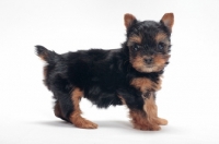 Picture of cute Yorkshire Terrier puppy on white background, side view