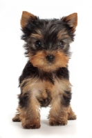 Picture of cute Yorkshire Terrier puppy on white background