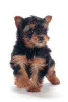 Picture of cute Yorkshire Terrier puppy