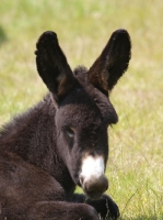 Picture of cute young donkey lying down
