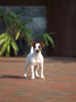 Picture of cute young Jack Russell Terrier puppy