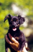 Picture of cute, young Russian Toy Terrier