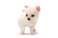 Picture of cute young smooth coated Chihuahua puppy