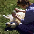 Picture of cutting the nails of a golden retriever