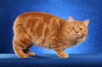 Picture of Cymric cat on blue background