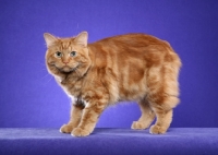 Picture of Cymric cat on purple background