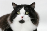 Picture of cymric cat portrait