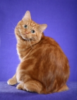 Picture of Cymric cat sitting on purple background