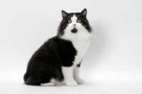 Picture of Cymric cat sitting on white background