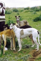 Picture of Cyprus Greyhound, old newly recognised breed that still hunts hare today
