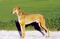 Picture of Cyprus Greyhound side view