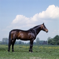 Picture of Czatownik, Polish Anglo Arab at janow podlaski stud, poland