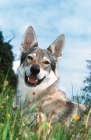 Picture of czech wolfdog lying on grass