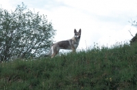 Picture of czech wolfdog on hillside