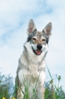 Picture of czech wolfdog portrait