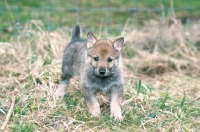 Picture of czech wolfdog puppy