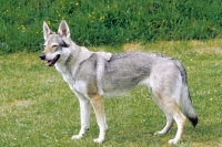 Picture of Czech Wolfdog, side view