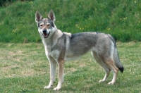 Picture of czech wolfdog standing on grass