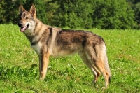 Picture of Czechoslovakian wolfdog (aka Ceskoslovensky Vlcak) in field
