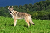Picture of Czechoslovakian wolfdog (aka Ceskoslovensky Vlcak) in field