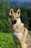 Picture of Czechoslovakian wolfdog (aka Ceskoslovensky Vlcak) portrait