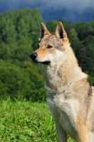 Picture of Czechoslovakian wolfdog (aka Ceskoslovensky Vlcak) head study