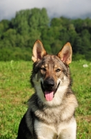 Picture of Czechoslovakian wolfdog (aka Ceskoslovensky Vlcak) looking at camera