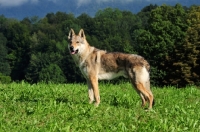 Picture of Czechoslovakian wolfdog (aka Ceskoslovensky Vlcak) in field