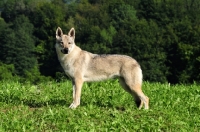 Picture of Czechoslovakian wolfdog (aka Ceskoslovensky Vlcak) standing in field