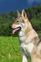 Picture of Czechoslovakian wolfdog (aka Ceskoslovensky Vlcak)