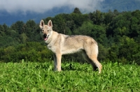 Picture of Czechoslovakian wolfdog (aka Ceskoslovensky Vlcak) side view in field