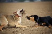 Picture of czechoslovakian wolfdog cross and dobermann cross playing with a stick in a field