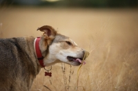 Picture of czechoslovakian wolfdog cross licking grass in a field
