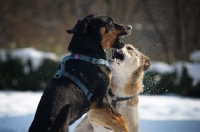 Picture of czechoslovakian wolfdog cross and dobermann cross playing fight in the snow