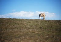 Picture of czechoslovakian wolfdog cross walking and smelling free on top of a hill in a countryside setting