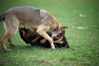 Picture of czechoslovakian wolfdog cross biting the neck of a dobermann cross while playing fight in a field of grass