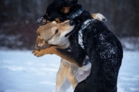 Picture of czechoslovakian wolfdog cross and dobermann cross playing fight in the snow