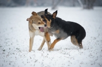 Picture of czechoslovakian wolfdog cross and dobermann cross playing fight in the snow