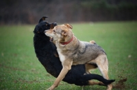 Picture of czechoslovakian wolfdog cross and dobermann cross playing fight in a field of grass