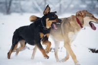 Picture of czechoslovakian wolfdog cross and dobermann cross playing fight in the snow