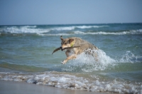 Picture of Czechoslovakian wolfdog cross jumping out of the sea with a stick in its mouth