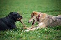 Picture of czechoslovakian wolfdog cross and dobermann cross playing with a stick in a field of grass