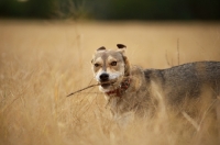 Picture of czechoslovakian wolfdog cross playing with stick in a field
