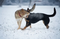 Picture of czechoslovakian wolfdog cross and dobermann cross playing fight in the snow