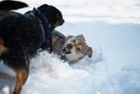 Picture of czechoslovakian wolfdog cross growling at dobermann cross while playing fight in the snow