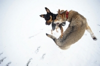 Picture of czechoslovakian wolfdog cross and dobermann cross playing fight in the snow