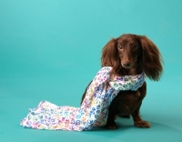 Picture of Dachshund dressed in scarf 