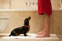 Picture of Dachshund following owner into bathroom