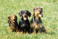 Picture of Dachshund Group in three colours, coats and sizes, Kaninchen, miniature and standard size